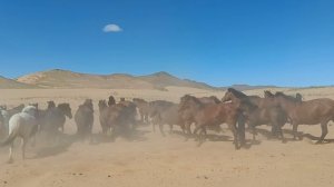 Кони в песках Монголии