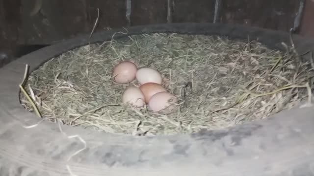 КАЖДЫЙ ЗАНЯТ СВОИМ ДЕЛОМ, ПОВСЕДНЕВНАЯ ЖИЗНЬ смотреть онлайн