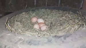 КАЖДЫЙ ЗАНЯТ СВОИМ ДЕЛОМ, ПОВСЕДНЕВНАЯ ЖИЗНЬ