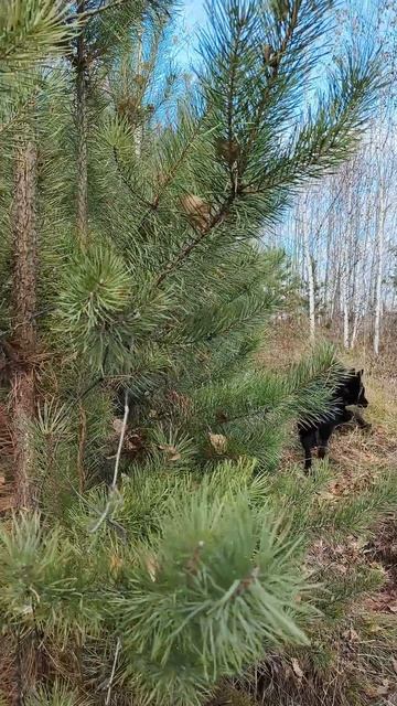 Осень продолжается....Господа и товарищи