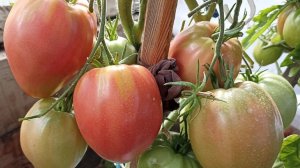 Крупноплодные детерминантные сорта томатов для открытого грунта, выбираем для следующего сезона.