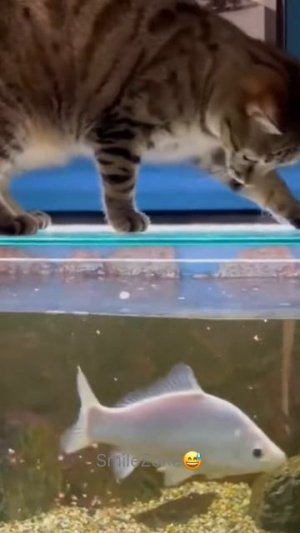 #приколы #юмор #прикол #смешно #коты #кот #кошки #котята #топ #топчик #роликдня #видеодня #лучшее #л