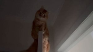 Хозяин, сними меня!