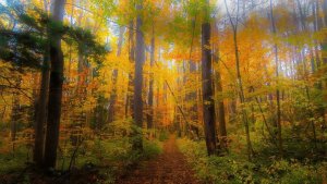 🍂 Расслабляющая осенняя прогулка в парке  | Тропа среди осенней листвы