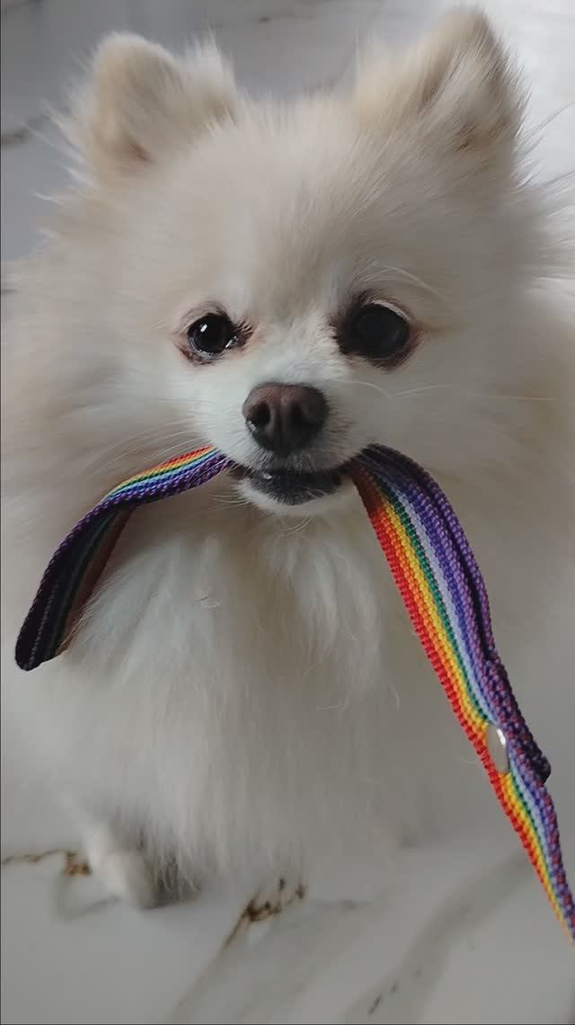 Собаки попрыгаки