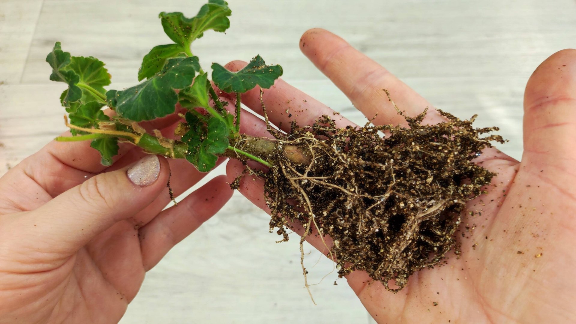 Мало кто знает что черенки герани таким способом наращивают корни быстро и щеткой смотреть онлайн