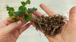 Мало кто знает что черенки герани таким способом наращивают корни быстро и щеткой