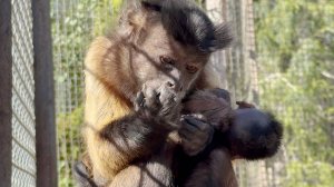 Пугаются все, кто видит - малыш капуцин слаб, мать носит его как вещь. Он все же жив, набирается сил