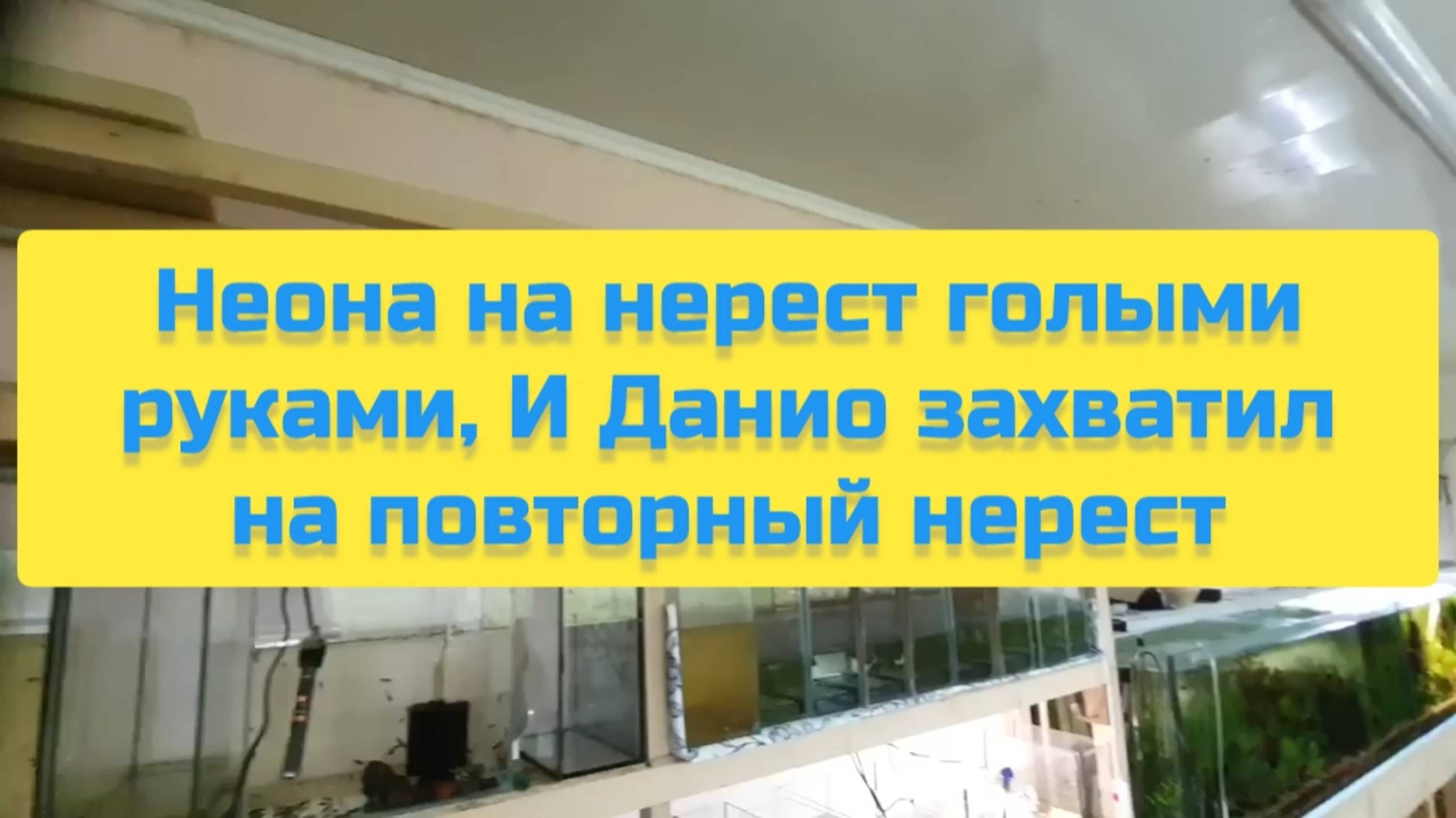НЕОНА НА НЕРЕСТ ГОЛЫМИ РУКАМИ, И ДАНИО ЗАХВАТИЛ НА ПОВТОРНЫЙ НЕРЕСТ смотреть онлайн