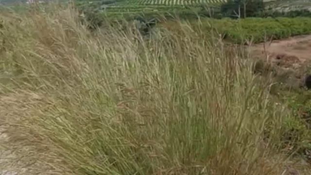 Турция, Мерсин и Цитрусовые поля с запахом солнца