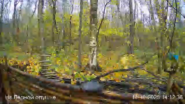 🍂ОКТЯБРЬ в ЛЕСУ онлайн #Relaxing #природа #звуки леса #птицы #погода🍁 смотреть онлайн