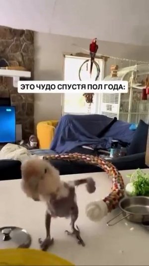 Ободрала до последней нитки