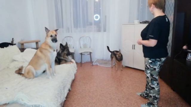 приучение к месту, этап 2