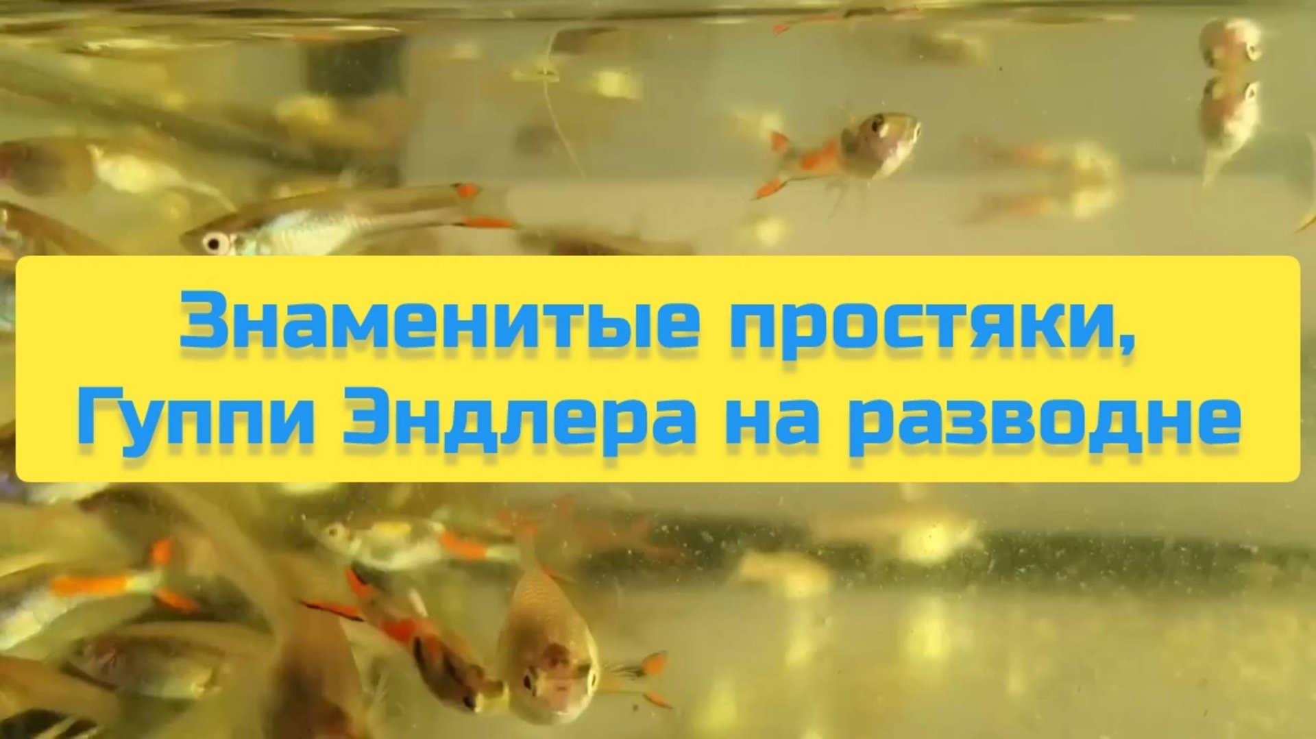 ЗНАМЕНИТЫЕ ПРОСТАКИ, ГУППИ ЭНДЛЕРА НА РАЗВОДНЕ смотреть онлайн