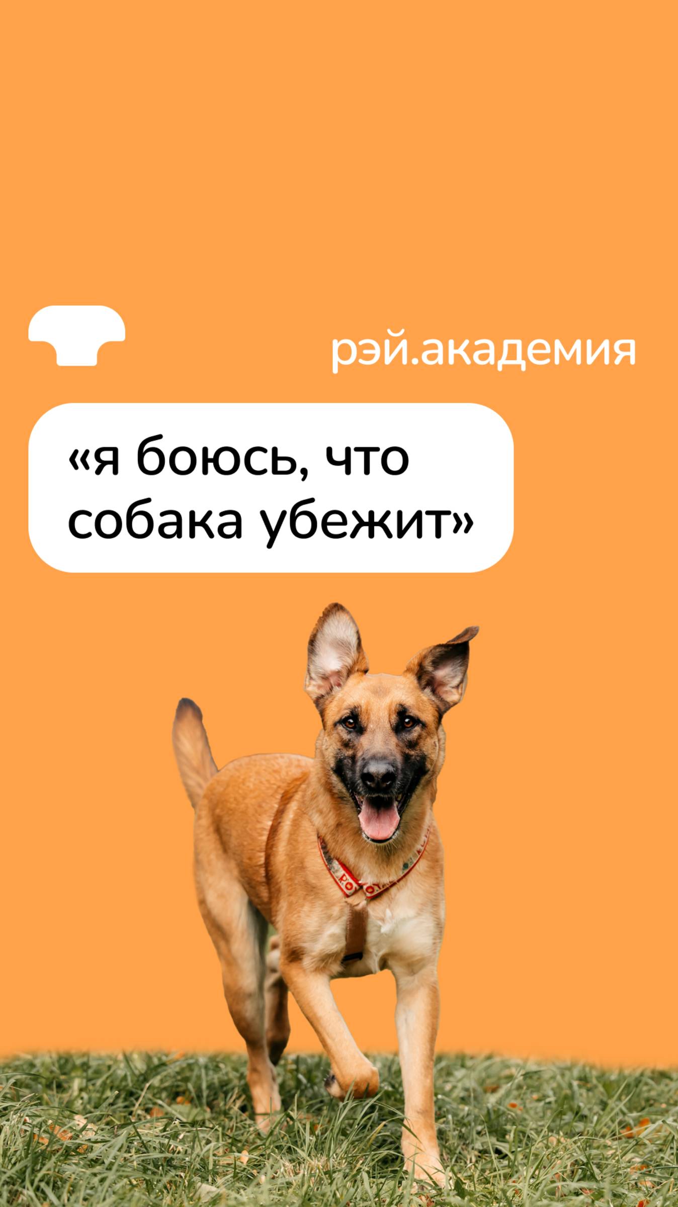 Я боюсь, что собака убежит смотреть онлайн