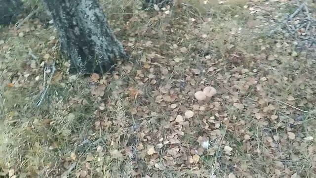 СЕНТЯБРЬ 2025 смотреть онлайн