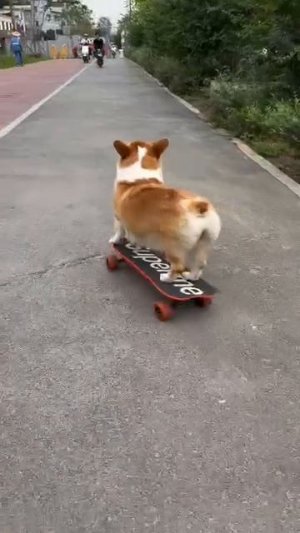 зверь в кадре