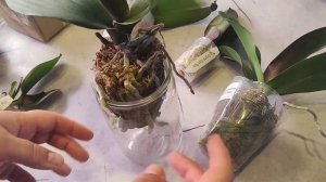 И пол года не прошло!! Потому-что прошло больше 🙈. Наконец-то получили орхидеи.