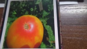 Не соблазняйтесь крупными мясистыми Томатными Гномами! Выбираем подходящие для окна сорта Гномов.