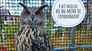 Кто украл наш овёс за забором?! Проблемы с блокировкой ютуба и видео. Сова Ёль получила анализы