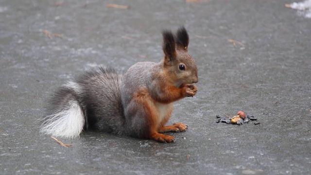 Красавица белочка кушает орешки 08.10.2025 смотреть онлайн