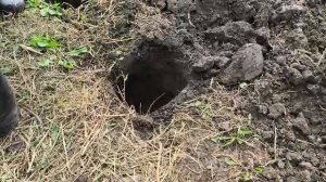 саженцы с  ЗКС- правильная посадка