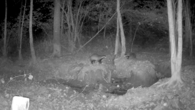 Фото ловушка кабаны смотреть онлайн