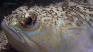 10 САМЫХ ОПАСНЫХ РЫБ УБИЙЦ 3 ЧАСТЬ