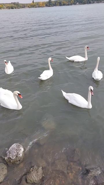 лебеди Земуна, Белград смотреть онлайн