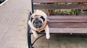 Михалыч и Тедди устроили мне СВИСТОПЛЯСКУ! #мамаотличника #михалыч #генеральнаяуборка