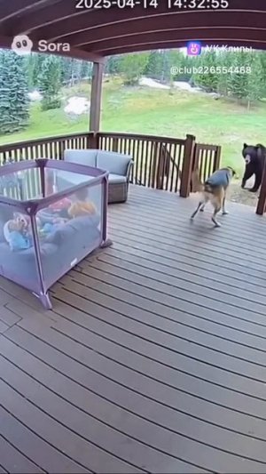 A story about animals 🐶🐱