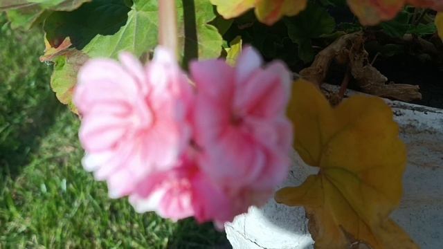 Какая радость по утру смотреть на Божий свет. Всего что. ЛЮДИ. есть у Вас. У некоторых нет. смотреть онлайн