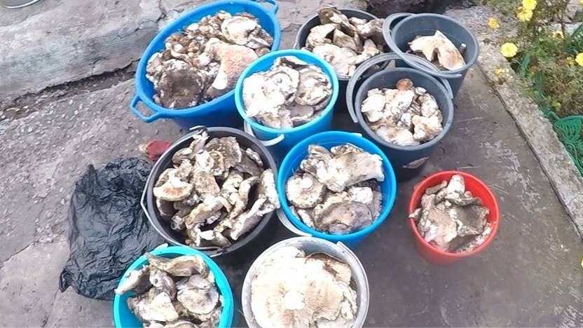 сбор грибов Ростовская область.Октябрь 2025