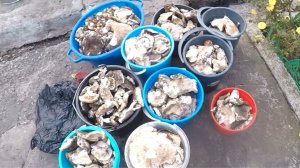 сбор грибов Ростовская область.Октябрь 2025