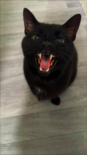 🙀 ОБМАНЩИК 😡 ОБМАНУЛИ КОТА 😿 ОЗВУЧКА СМЕШНОГО КОТА 🔥 #говорящийкот #озвучка #угараю