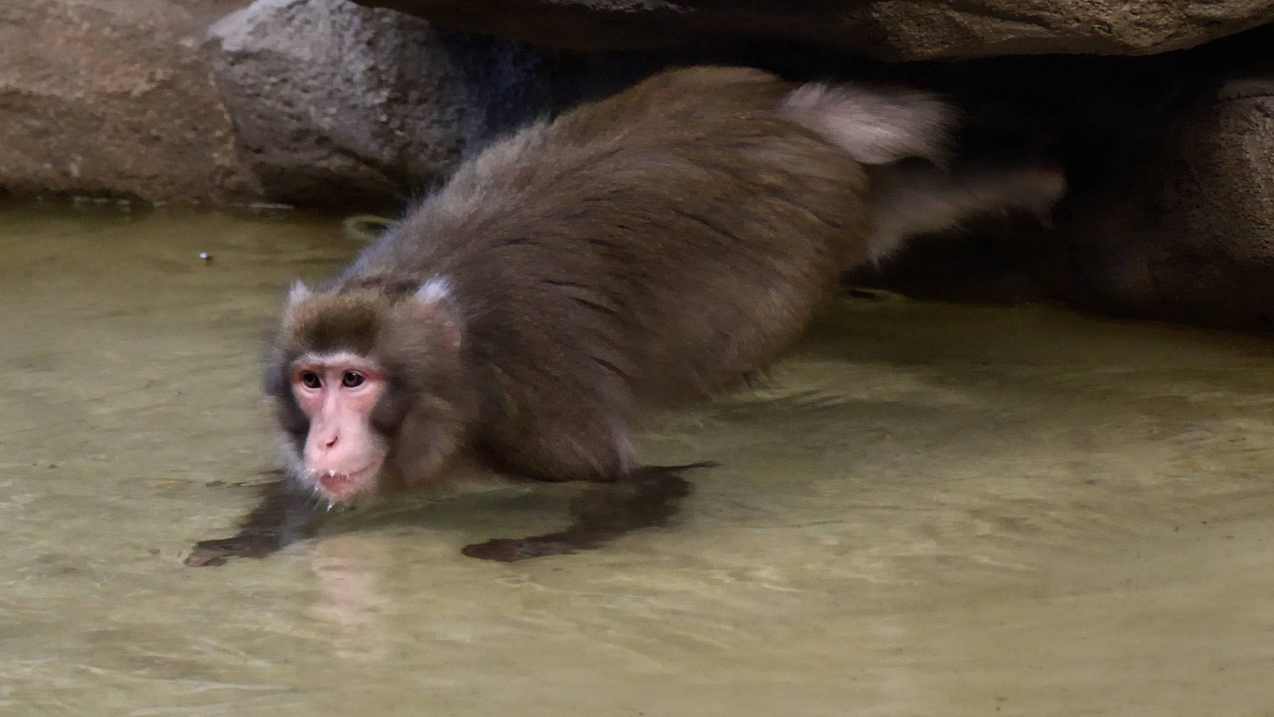 Японские макаки Кайко и Китана смотреть онлайн