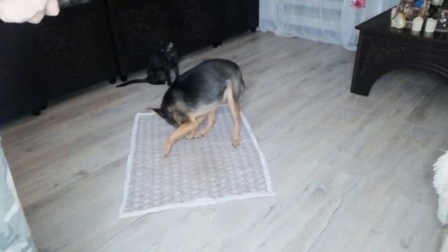 приучение к месту, этап 1
