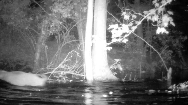 Кабаны водные преграды. смотреть онлайн