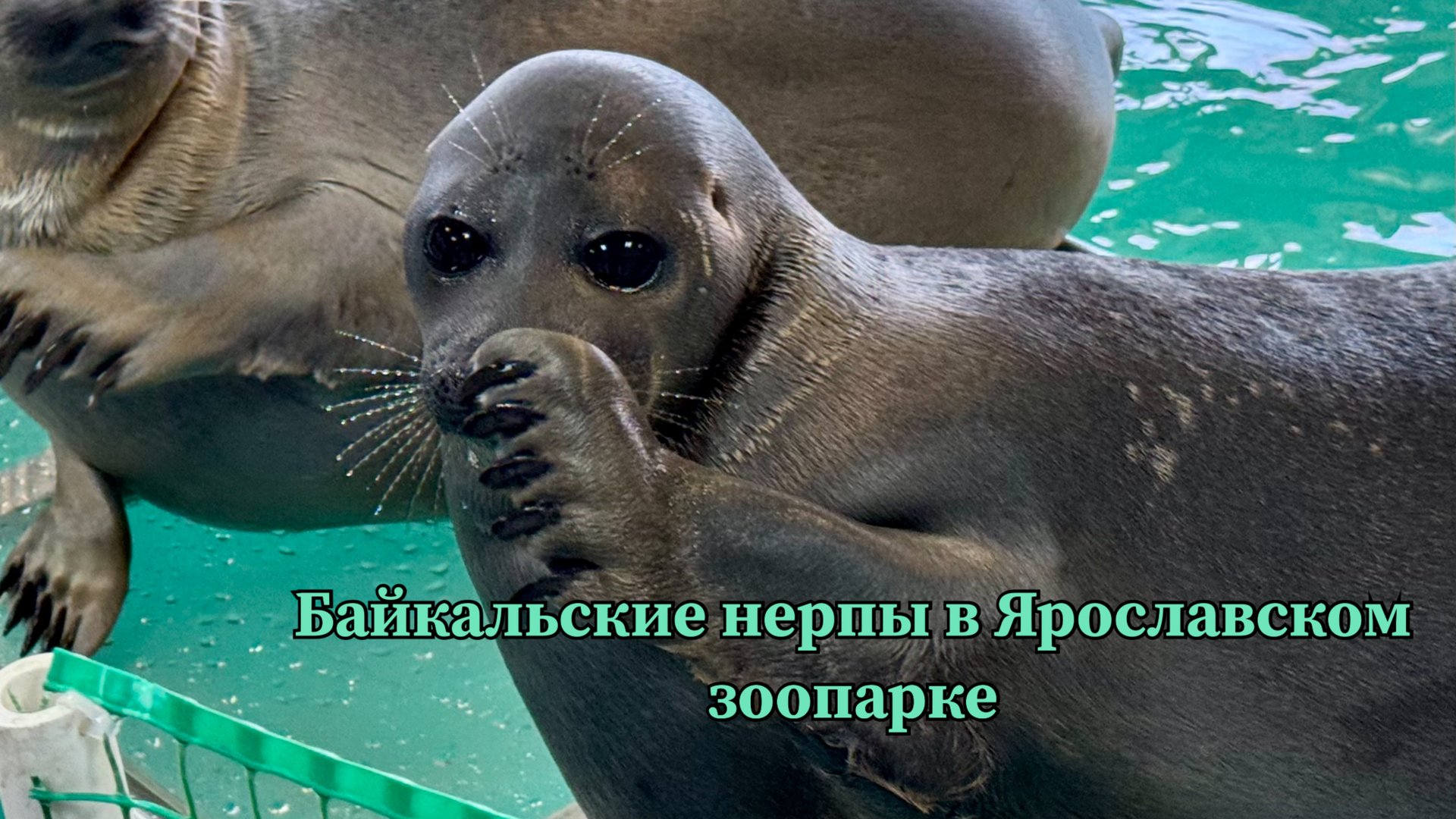 Экспозиция «Байкальская нерпа» в Ярославском зоопарке смотреть онлайн