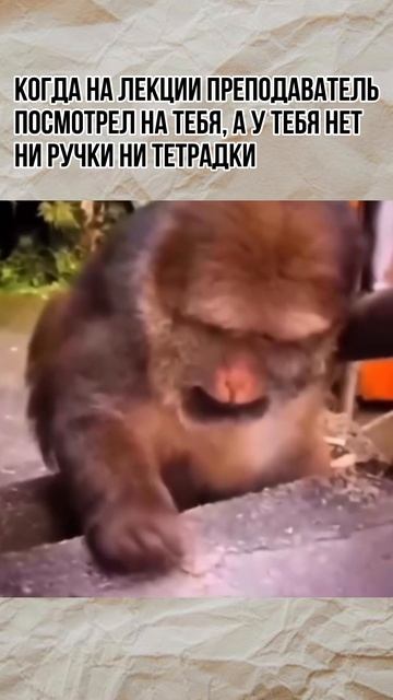 Мем про лекцию смотреть онлайн