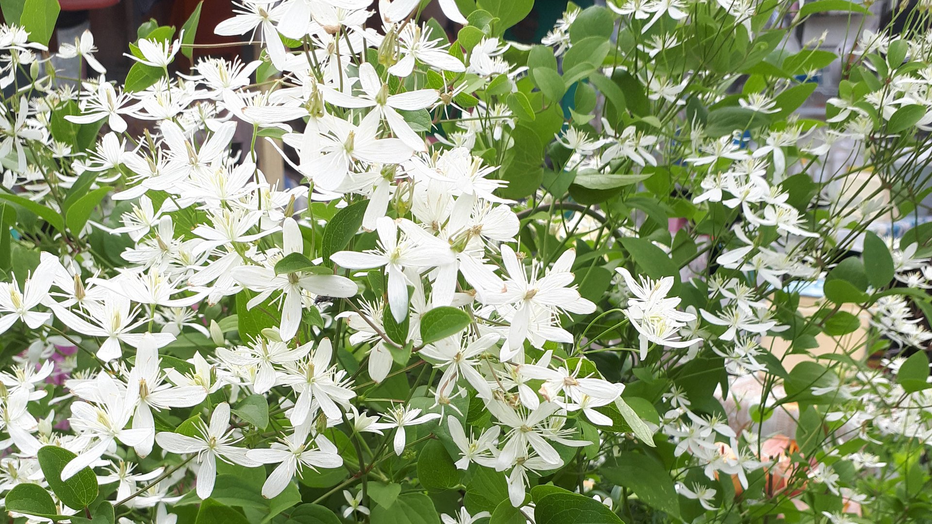 2098.   Княжик (сибирский клематис) на зимовку.