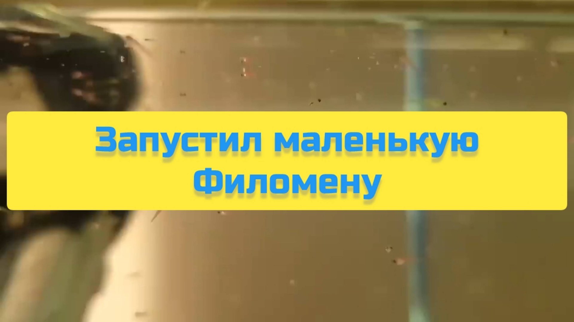 ЗАПУСТИЛ МАЛЕНЬКУЮ ФИЛОМЕНУ смотреть онлайн