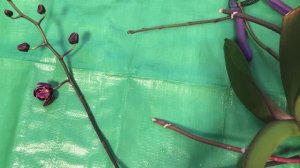 Орхидеи Длинная шейка у орхидеи что делать всегда ли нужно обрезать