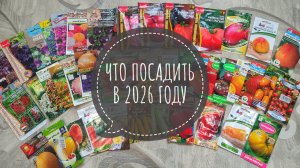 Что посадить в 2026 году. Какие томаты порадовали в этом сезоне. Лучшие сорта томатов этого сезона.