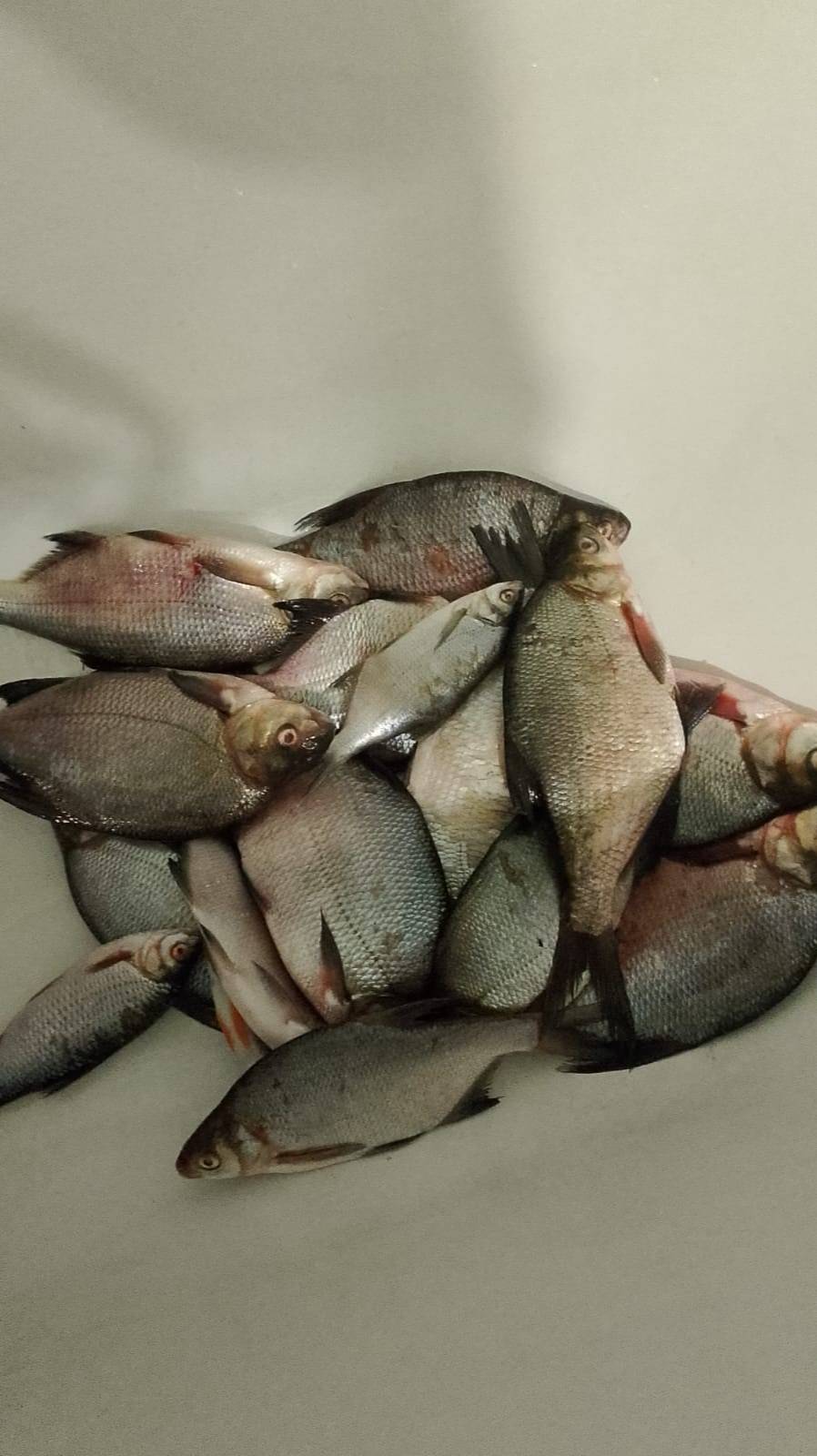 тушёнки из лещ 15.10.2025.г