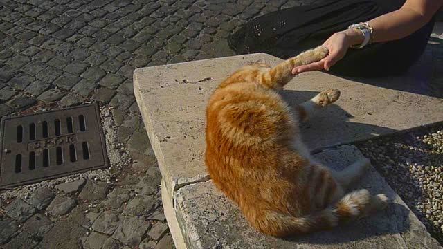 Жирный кот в Риме. смотреть онлайн