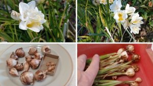 Как сохранить луковицы фрезии зимой в домашних условиях.