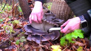 ДАРЫ ПРИРОДЫ ПОД НОГАМИ Ушёл в яблоневый лес и нашёл много всего!
