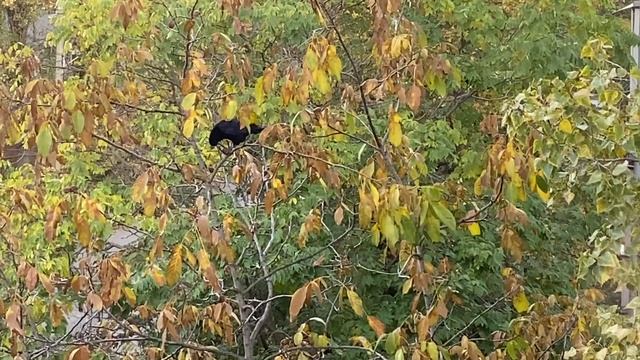 Кто съел орехи ?