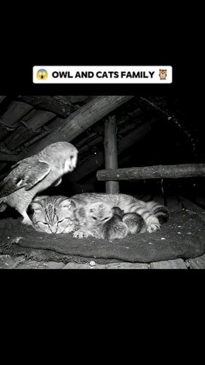 Сова принесла совёнка к котятам с кошкой.